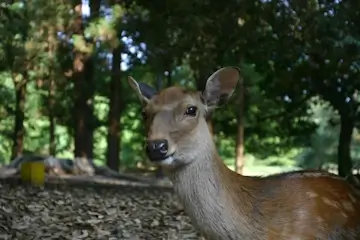 奈良県の地域画像1
