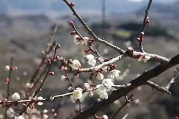 和歌山県の地域画像2
